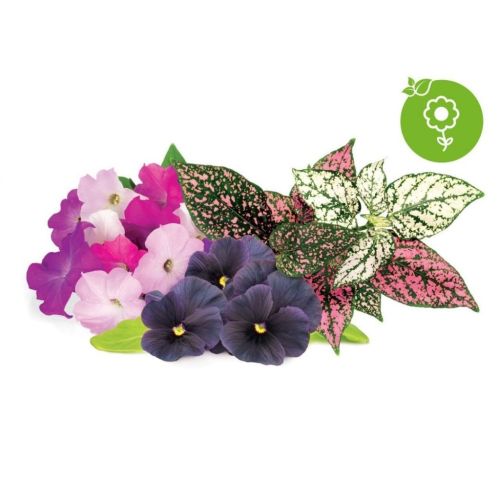 Click and Grow Smart Garden Refill 9-pack Vibrant Flower Mix*