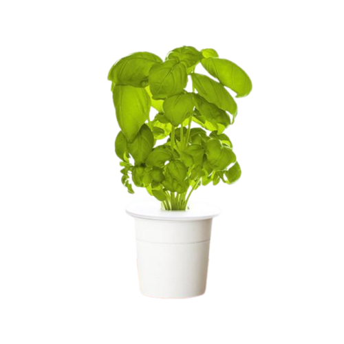 Click and Grow Smart Garden Refill 3-pack - Basil
