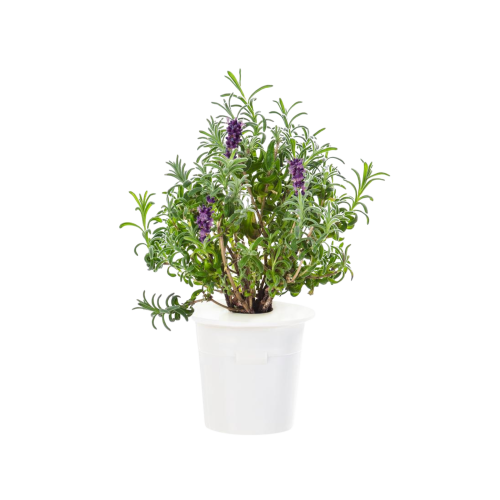 Click and Grow Smart Garden Refill 3-pack - Lavender