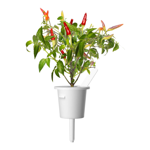 Click and Grow Smart Garden Refill 3-pack - Chili Pepper