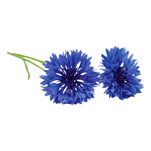 Click and Grow Smart Garden Refill 3-pack - Cornflower